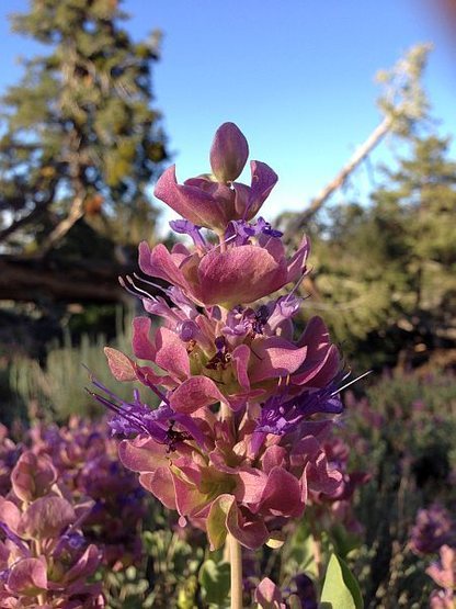 Rose Sage (Salvia pachyphylla), San Bernardino Mountains 