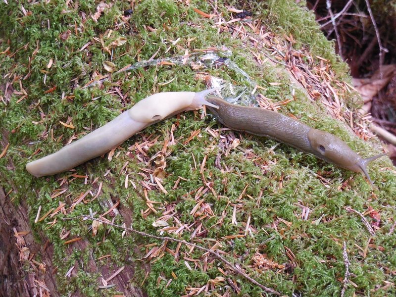 Not all the holds are this slimy.