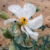 Prickly Poppy (Argemone munita), Big Bear South