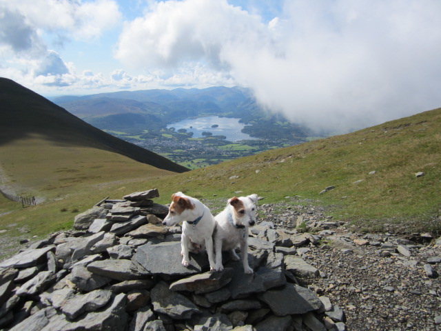 Terriers near the summit of Skiddaw Mt . Looking down to Keswick and Lake Derwentwater