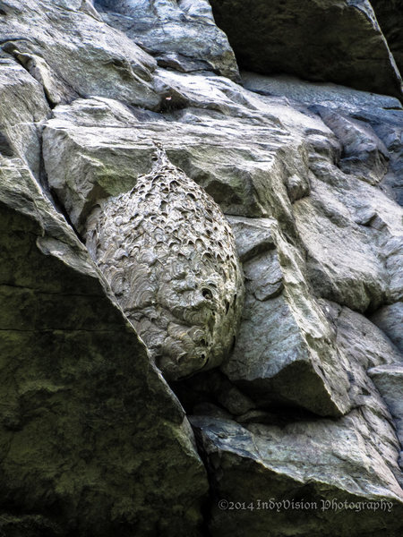 The hornet's nest. If you look closely, you can see a hornet peering out from the opening.