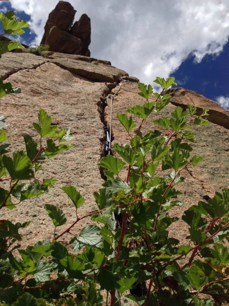 You climb over a bush to start, and you can sew it up if you want.