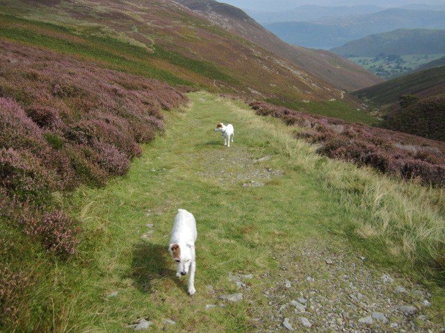 Descent through the Heather towards Newlands Valley