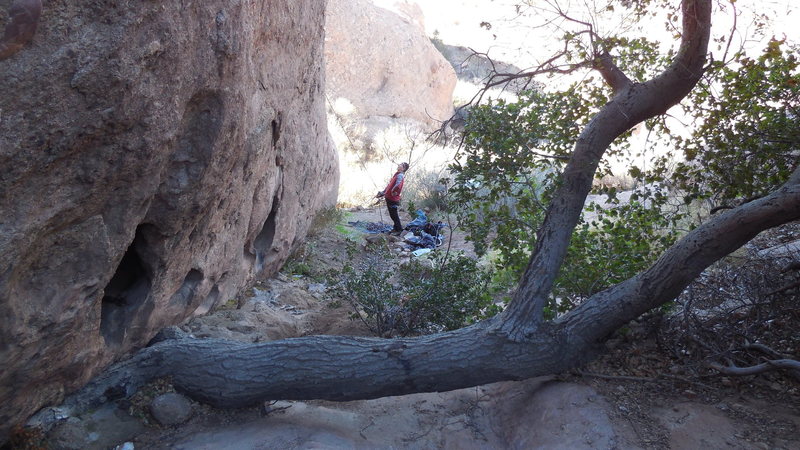 The horizontal Oak tree at the base of "Texas Two-Step, at the Heart Wall.