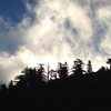 Early morning fog and silhouetted pines, Keller Peak