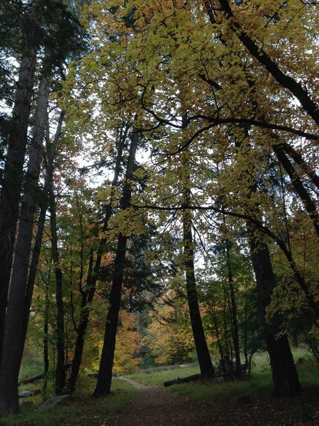 fall