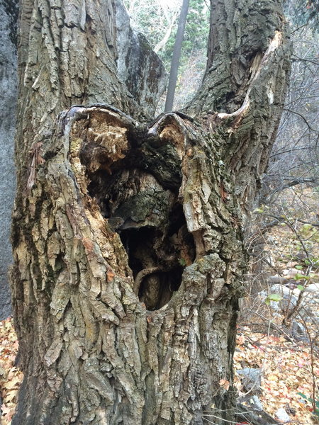 Cottonwood tree with a heart-shaped burl. Aww.