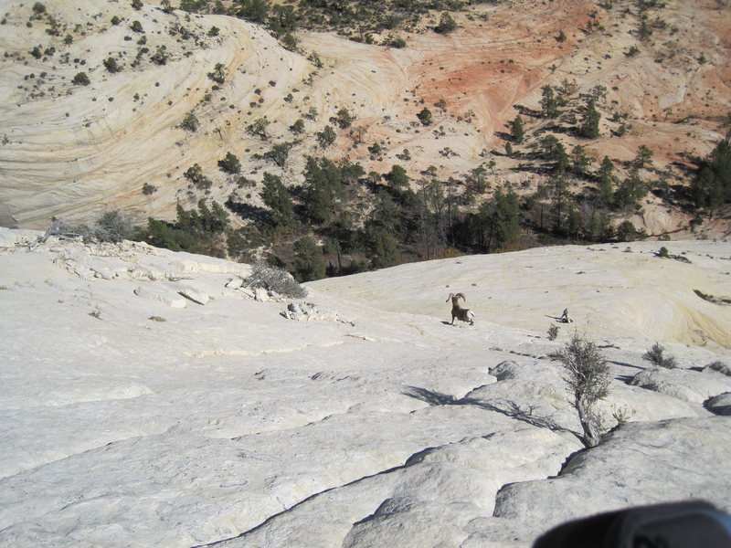 Looking down the rte. People at the first belay. Was waiting for the big tumble but he had no problems. Amazing sight.