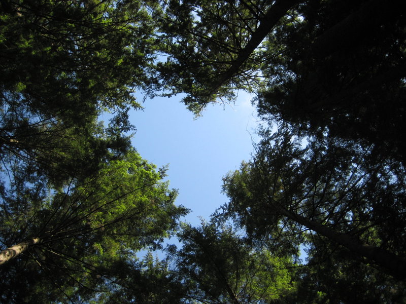 Looking up at the trees from our campsite at the Chief, Squamish