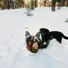 Mount Charleston Snow Days with my dog Chaco