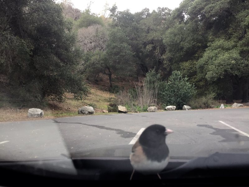 My lil' friend keeping me company while I was waiting for my climbing partner at pinnacles. :)