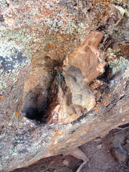 Ashley creek boulders are pebble conglomerate sandstone containing abundant petrified wood.