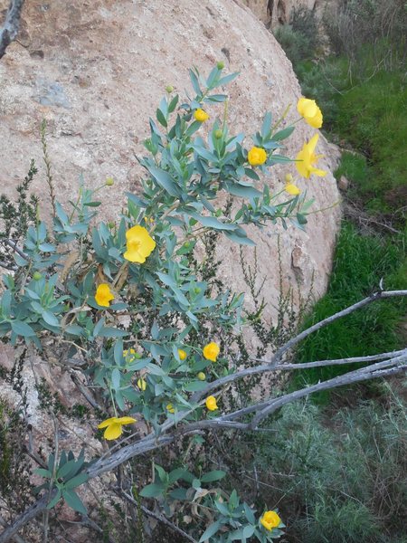 The recent, and more frequent rains have resulted in proliferation of many wonderful wildflowers at Texas Canyon.