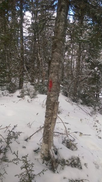 If you see these spray paint markers on the trees around the golf course you found the trail that takes you to the boulders and cliff.