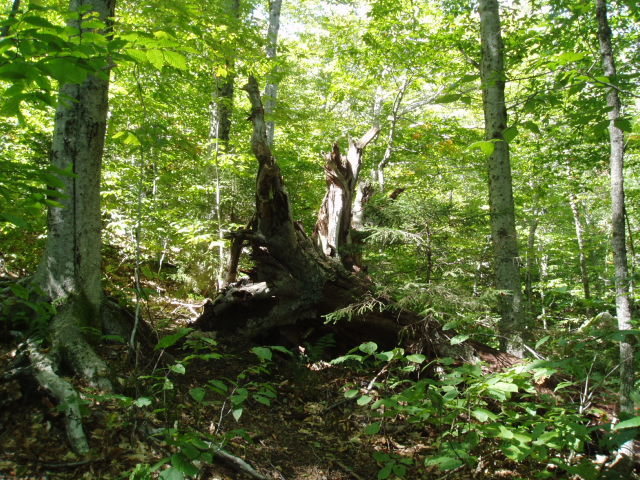 ...about 2 min. up the correct W-G Trail