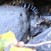 Ringtail in the rocks below the Power Wall
