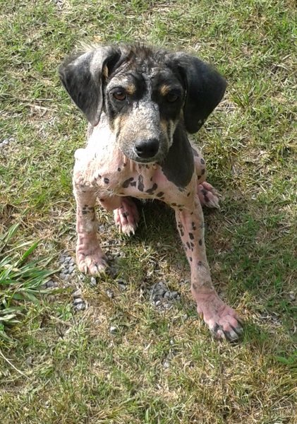 Stray dog found in rural Alabama w severe mange. The cure: olive oil scrubs and a fantastic organic diet. 