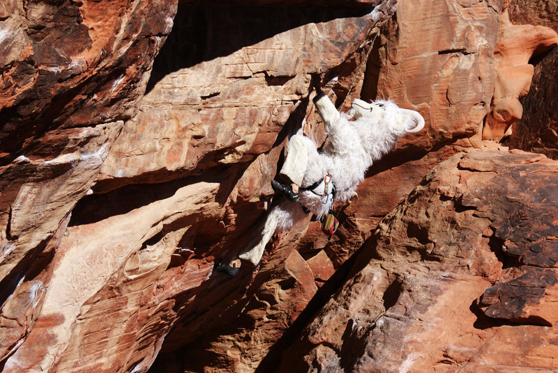 Here the wild you can see this billy goat thrive in its natural environment.