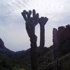 Crested saguaro in East Boulder Canyon.