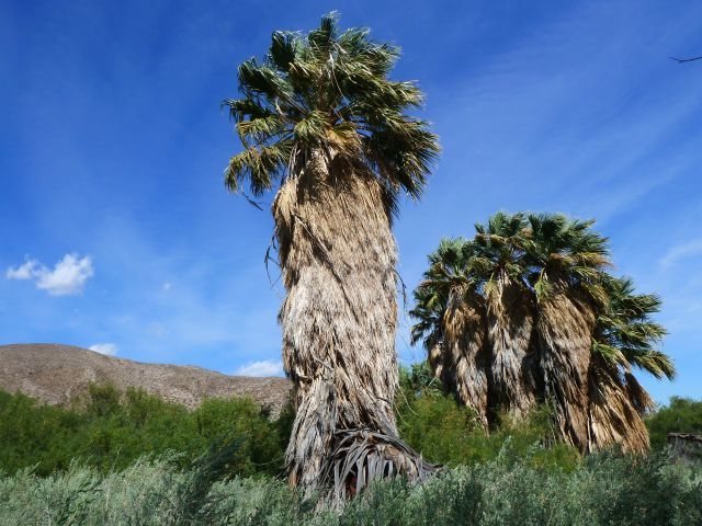 The palm oasis at Lower Willows, Anza Borrego SP