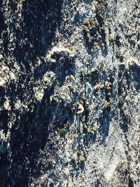 The new belay bolts (with one old bolt) is a balancey reach from the ledge. You can also see all of the fuzz that has grown on this route. The upper pitch is still very dirty. Individual Handholds are cleaned but there is still moss and lichen everywhere.