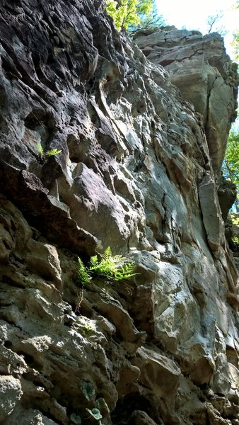 Just right of fruit loops and left of pee green. The route is disrupted right before the committing detached boulder finish
