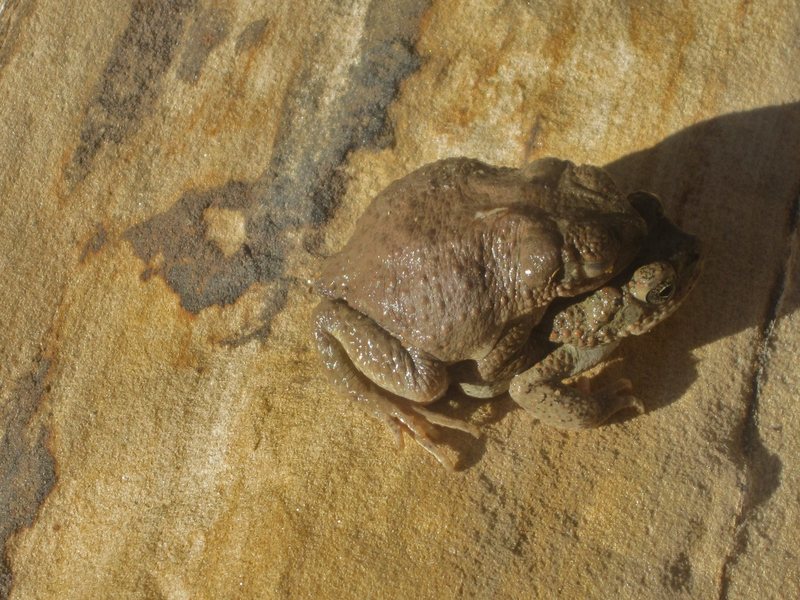 Desert toads in love. Two Finger Canyon