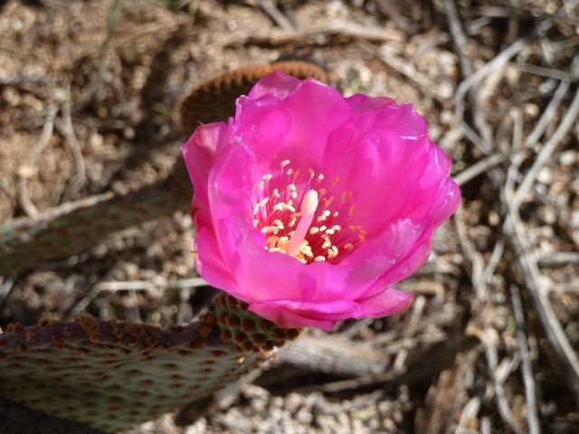 Beavertail Cactus (Opuntia basilaris) near the base of Rock Hudson, Joshua Tree NP