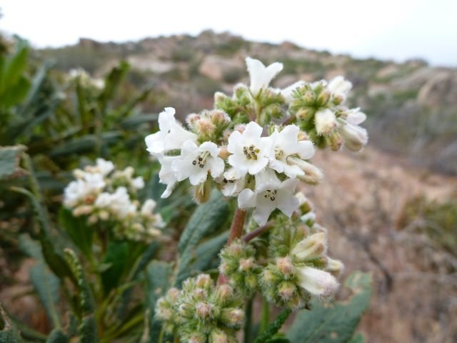 Yerba Santa (Eriodictyon californicum), San Bernardino Mountains