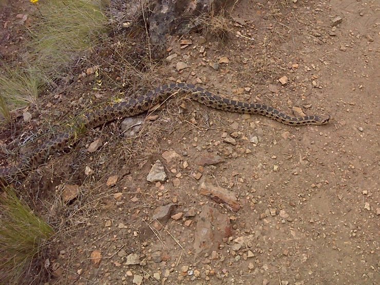 lots of snakes on trail