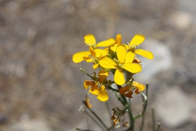 Western Wallflower (<em>Erysimum capitatum</em>), Holcomb Valley Pinnacles