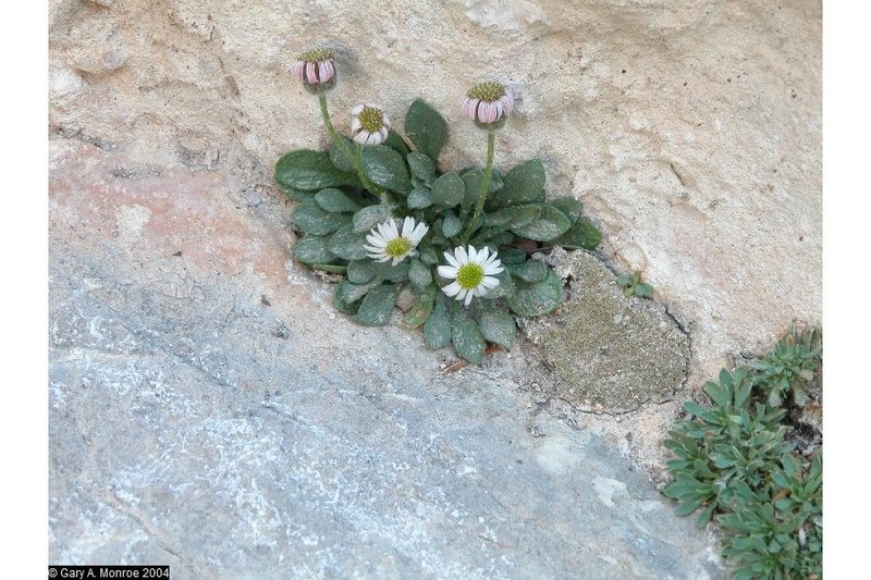 Erigeron uncialis ssp, conjugans (inch high fleabane): on the classified sensitive plant list and found often in wet areas on the rock faces. I have also seen a variety with tiny yellow flowers.