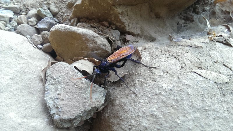 Critters of the Tor: The tarantula hawk boasts the second most painful insect sting in the world.<br>
https://en.wikipedia.org/wiki/Tarantula_hawk