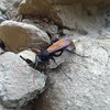 Critters of the Tor: The tarantula hawk boasts the second most painful insect sting in the world.<br>
https://en.wikipedia.org/wiki/Tarantula_hawk