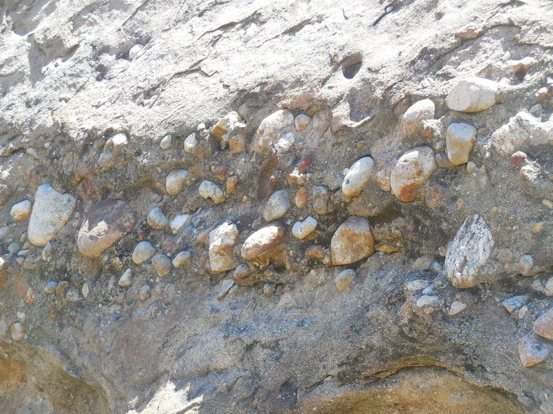 This cluster of Xenoliths looks securely bonded to the surrounding sandstone matrix.