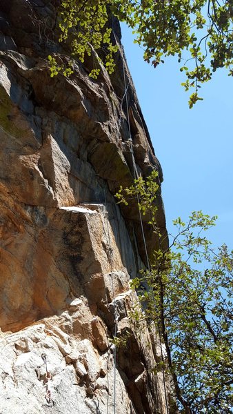 <em>Tree Top Flyer</em>. The first 2/3 of the route, including the business, is shown.