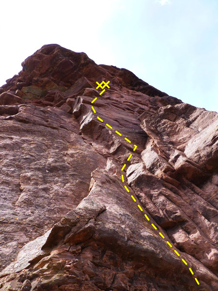 The lower Scolex.