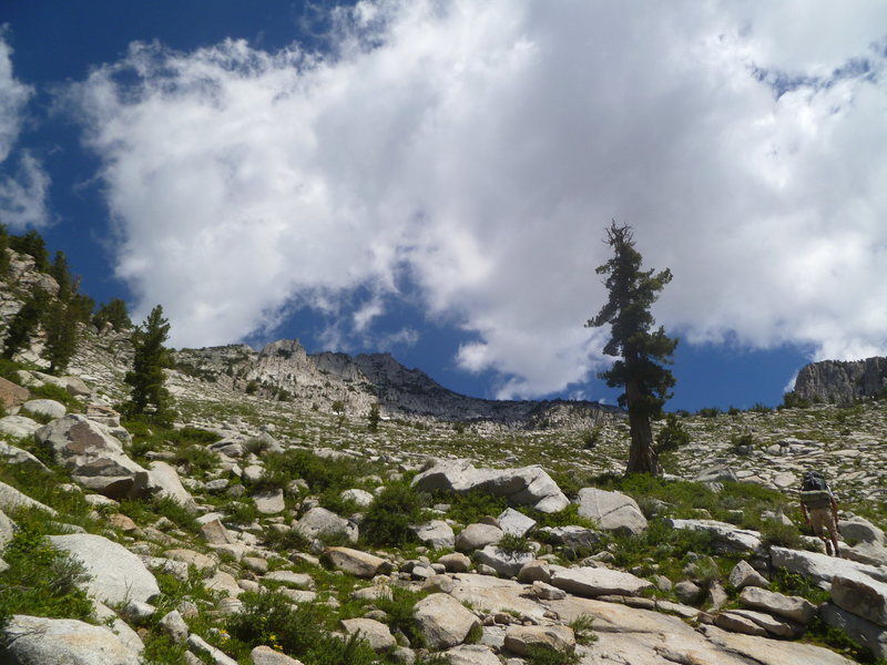 I found this tree to be key beta for the Alpine approach (which is a bit confusing near the top). I have done both Alpine and Jacob's Ladder and really can't figure out which is worse. . .
