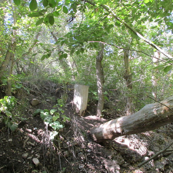 The log you use to cross the stream. The road is about a foot behind the stump
