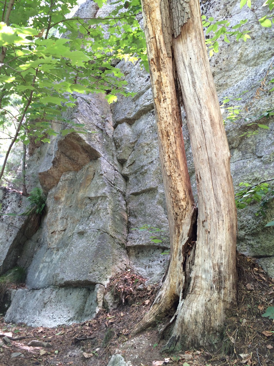 The start of Fat and Weak (the tree may be gone now)