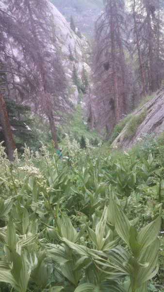 Fern Gully.