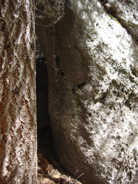 The tree is part of the difficulty, no touching!