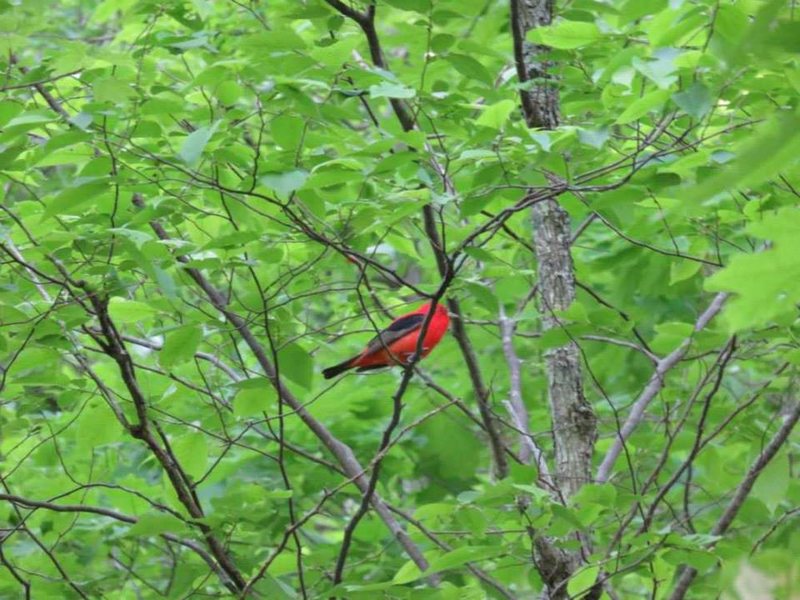 Bright red Scarlet Tanager bird, seen at Seneca Rocks, WV.