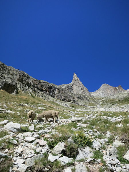 beau-colic