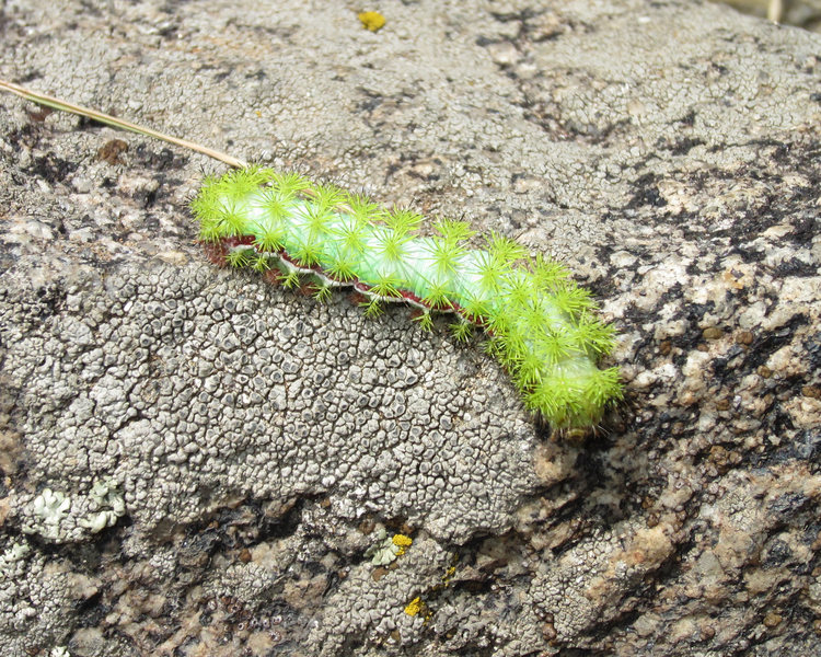 Seen one of these?<br>
Io Moth Caterpillar.<br>
Just having one fall on you hurts!