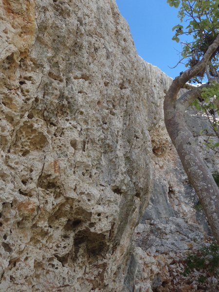 Marea, 30 ft wall overhanging start with not many holds, quite difficult, the quality of the Rock is top, good feeling doing it, top roping or bolts, need to be bolt like all the walls at Pelican cove, this is the next project..