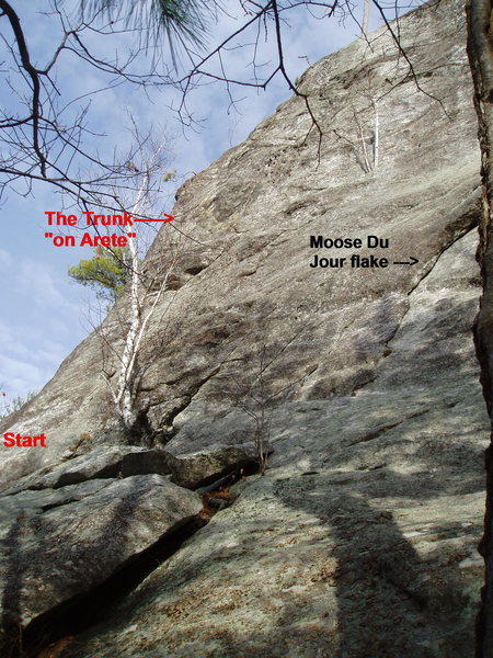 The Trunk