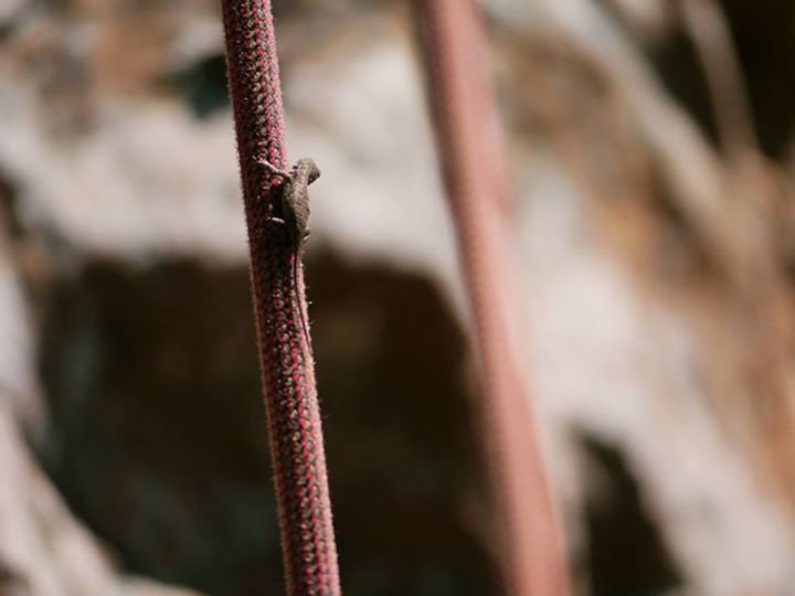 Tiny hitch hiking lizard at Sam's Throne wanted an easy ride to the top.