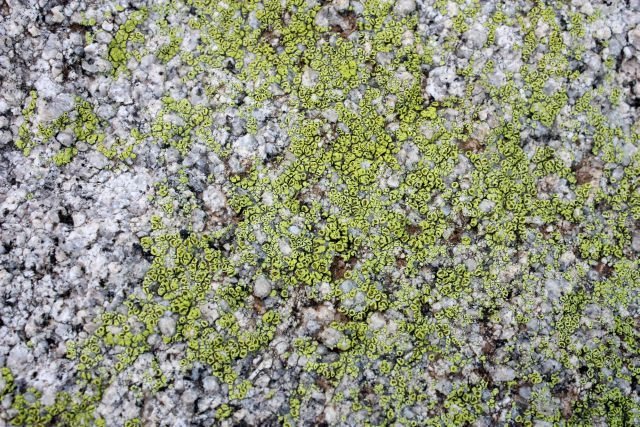 Some nice lichen on the north side of the Big Top, Joshua Tree NP