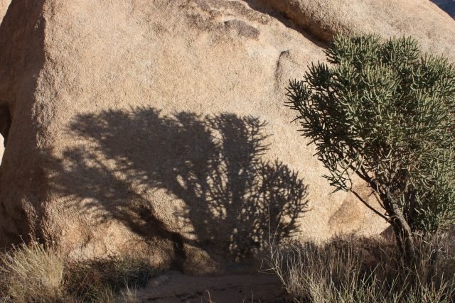 Pencil Cholla (Cylindropuntia ramosissima) and shadow, Joshua Tree NP